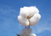 イメージ：綿製品 2